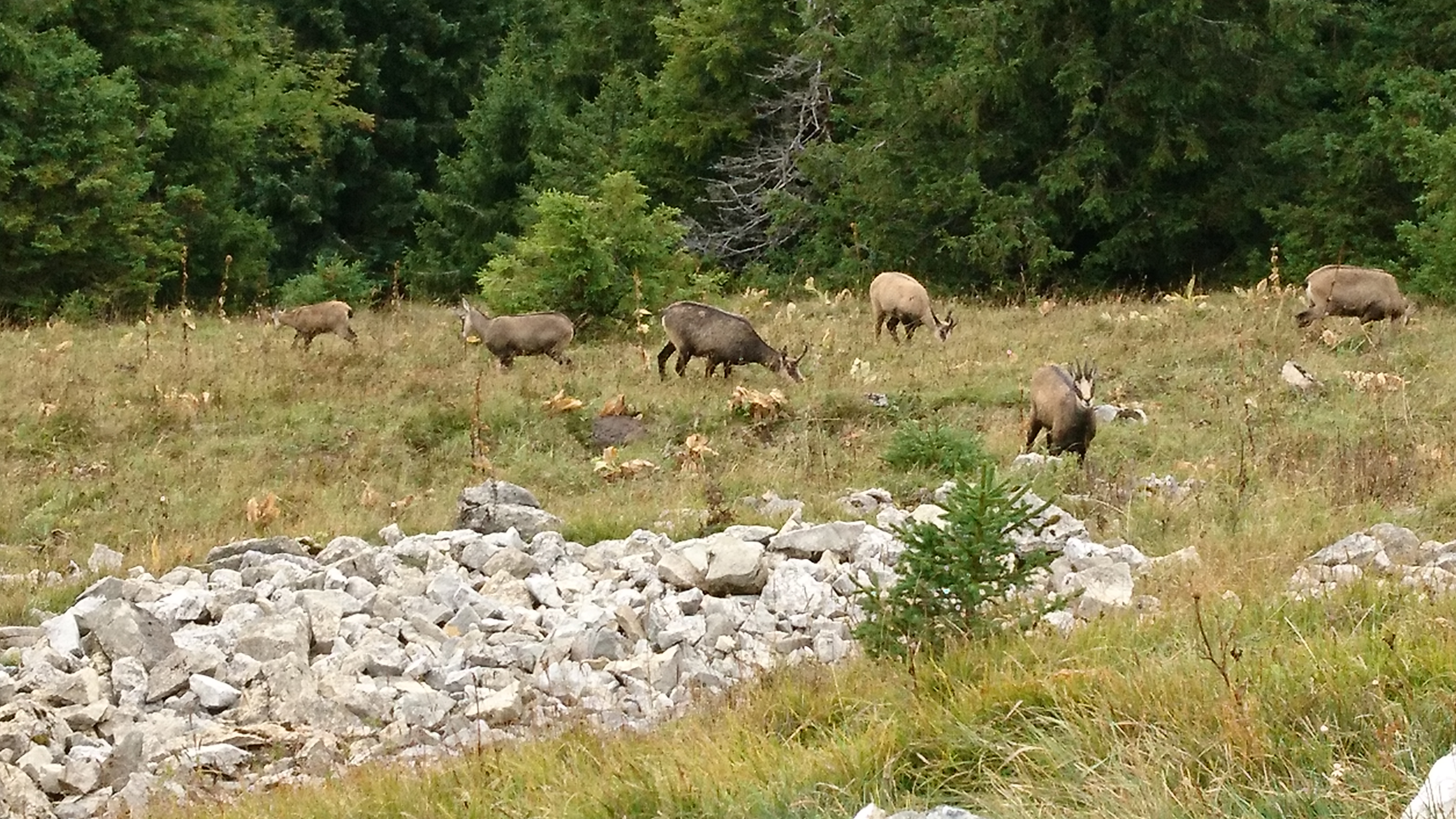 Des chamois