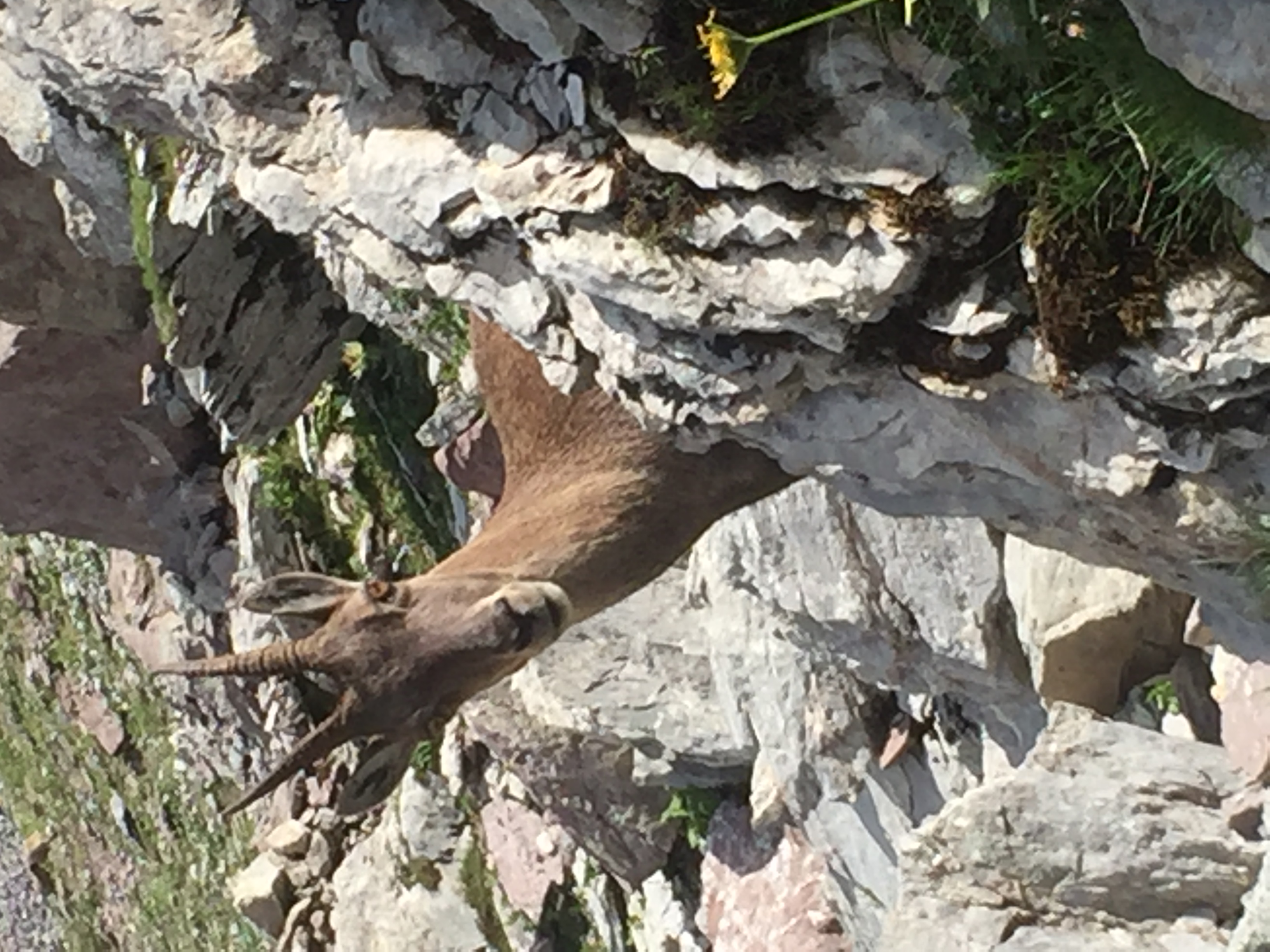photo de Cornettes de Bise (Les)