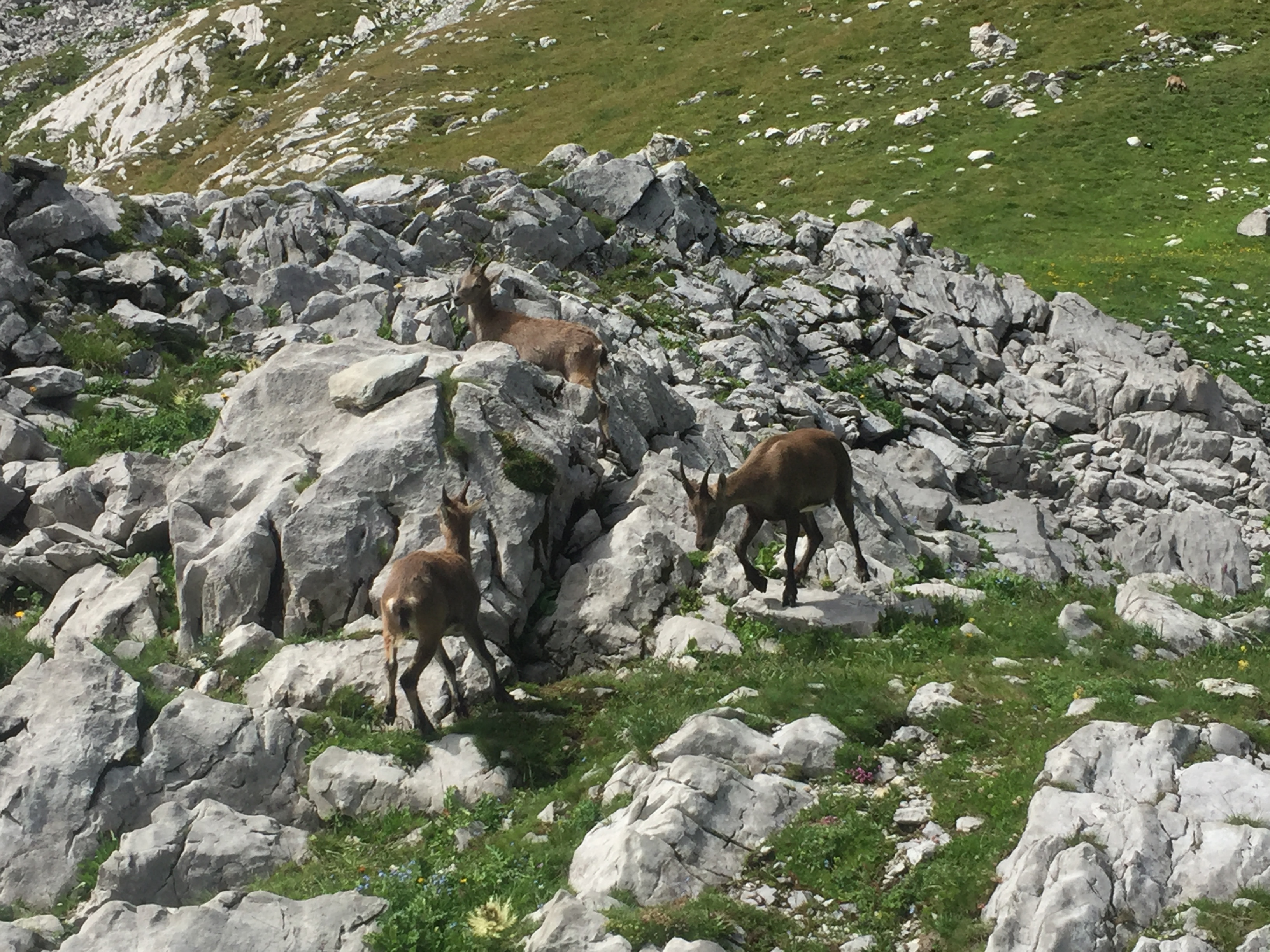 photo de Cornettes de Bise (Les)