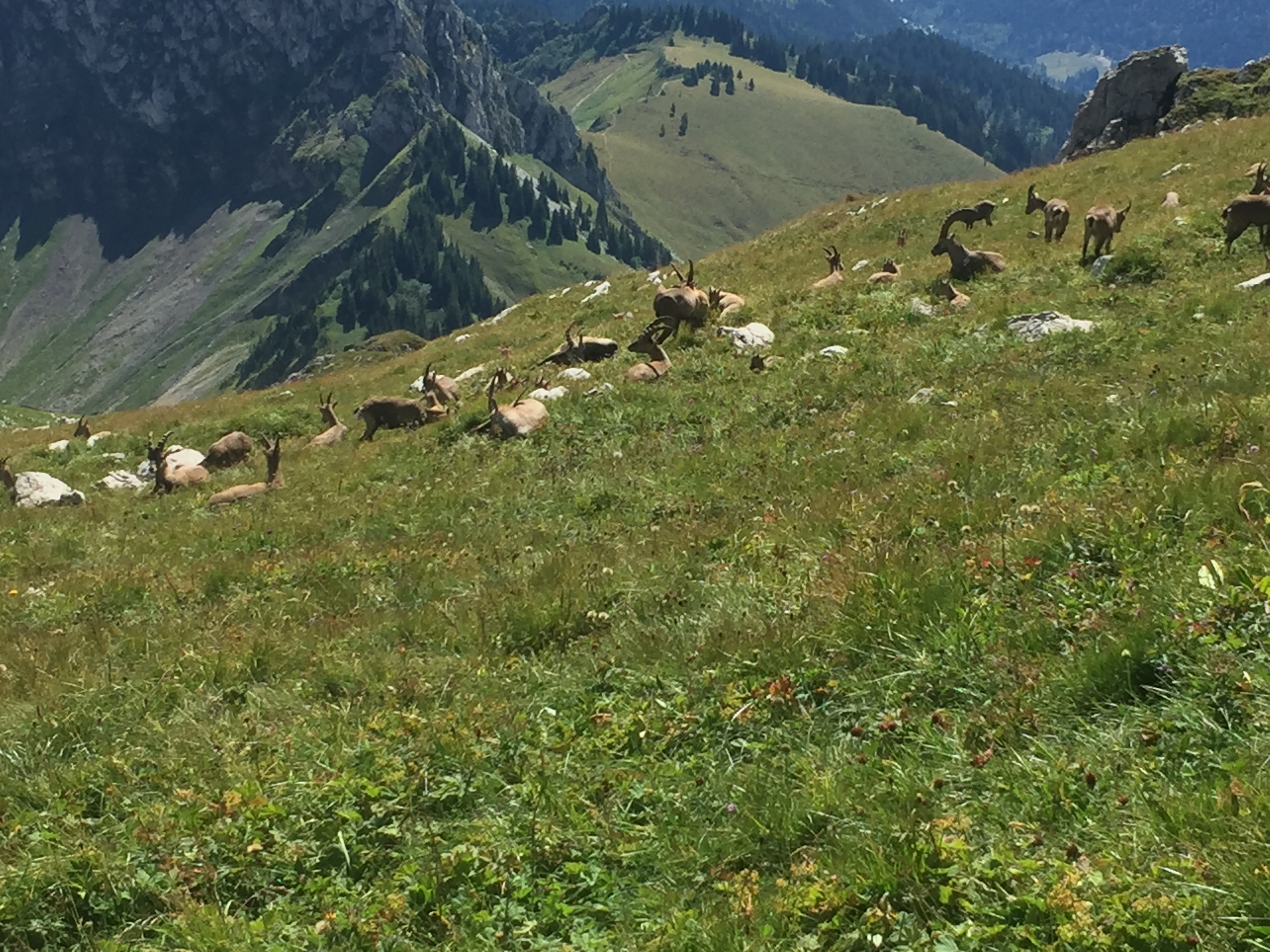photo de Cornettes de Bise (Les)