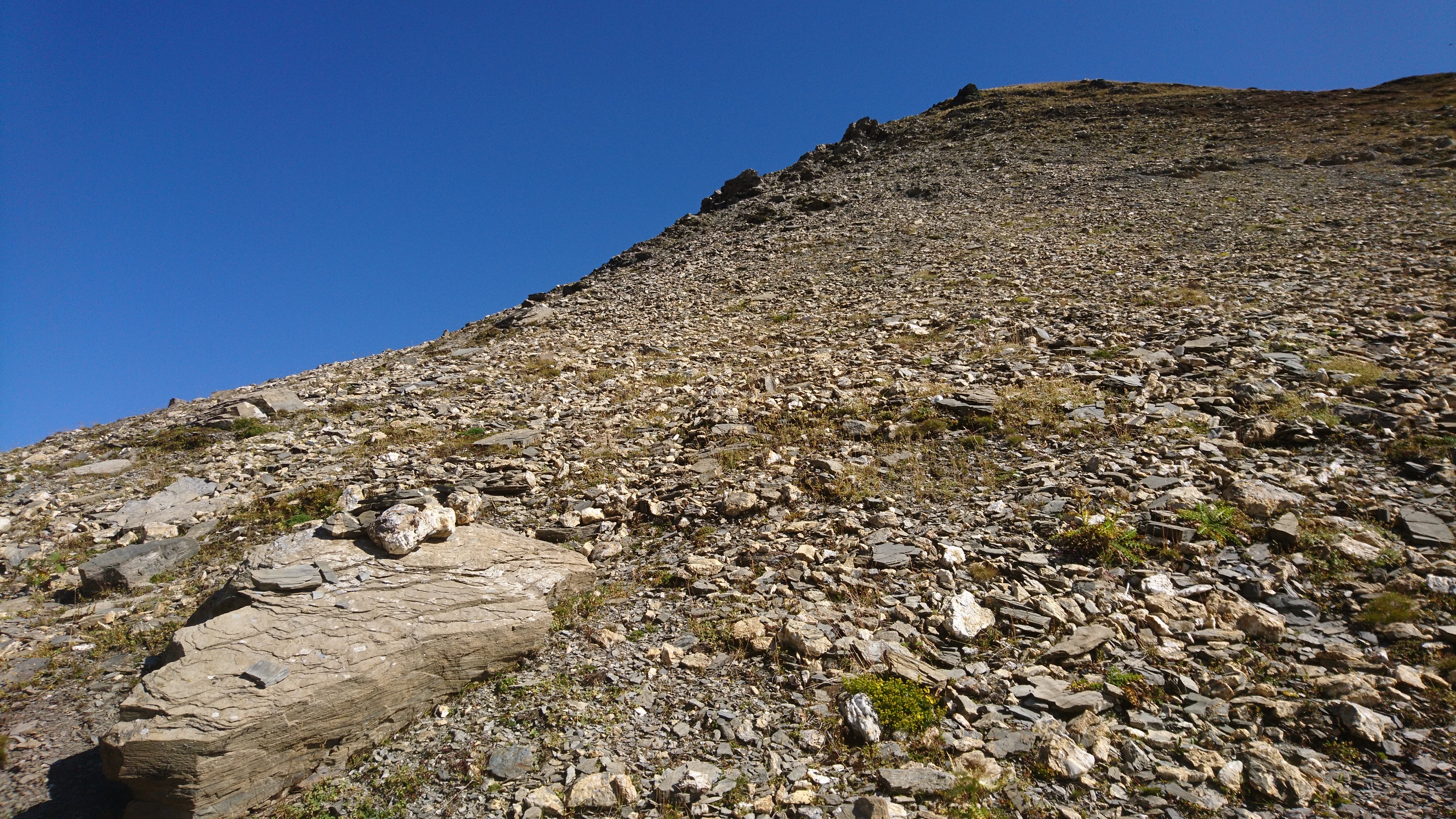 photo de Tête de Ferret