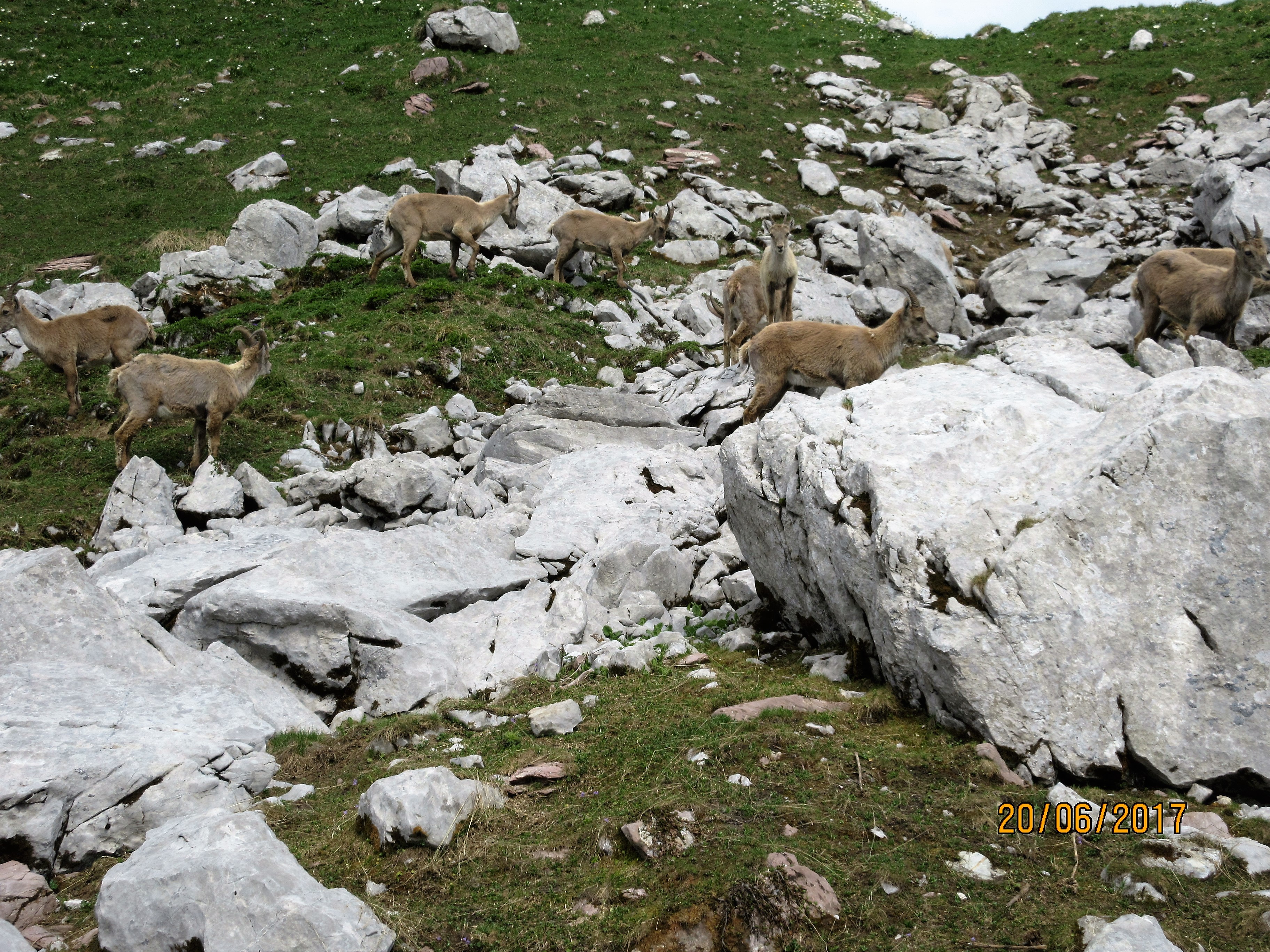 Toujours les chamois qui ne sont pas effrayés 