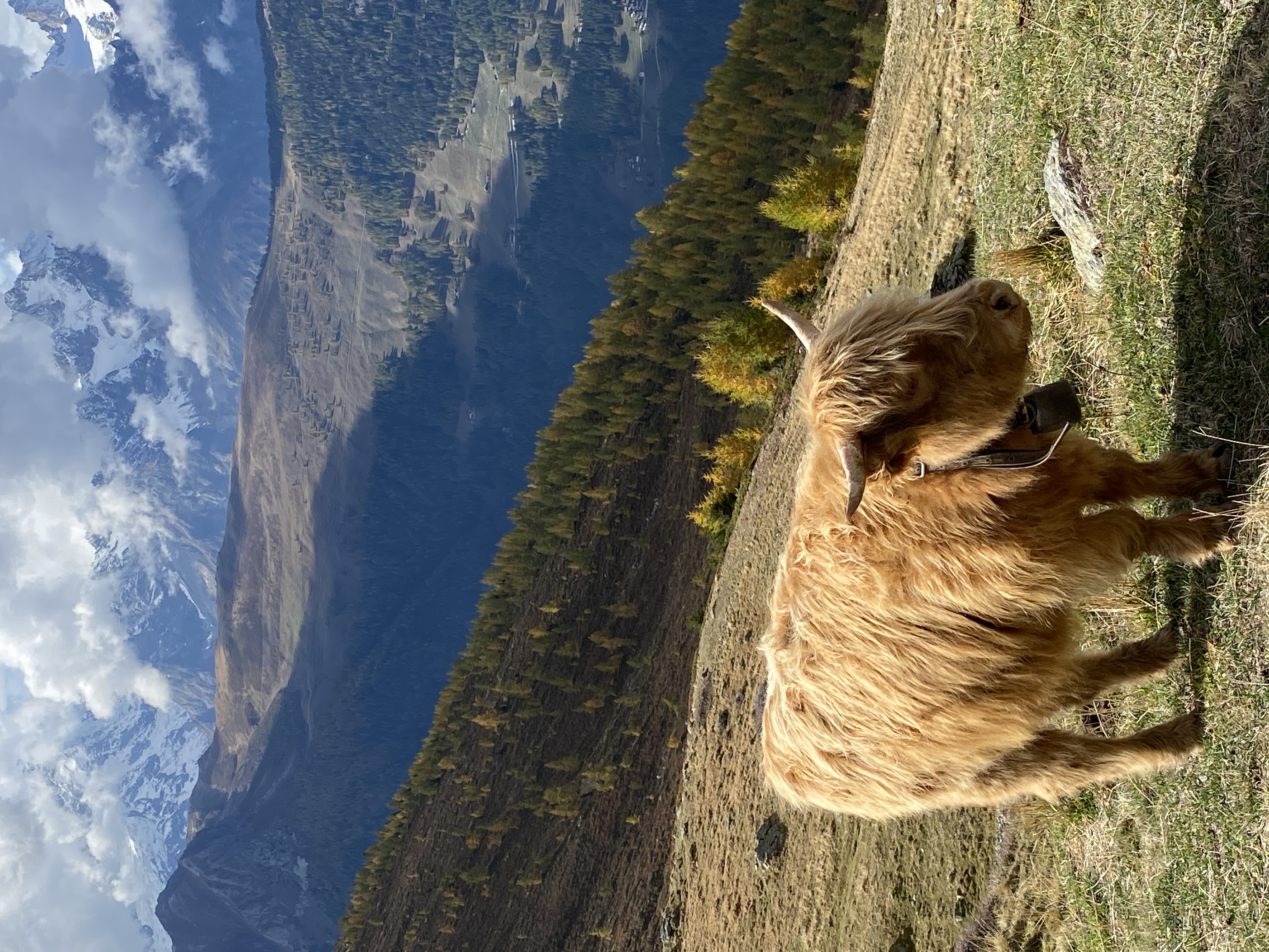 photo de Mont Brûlé