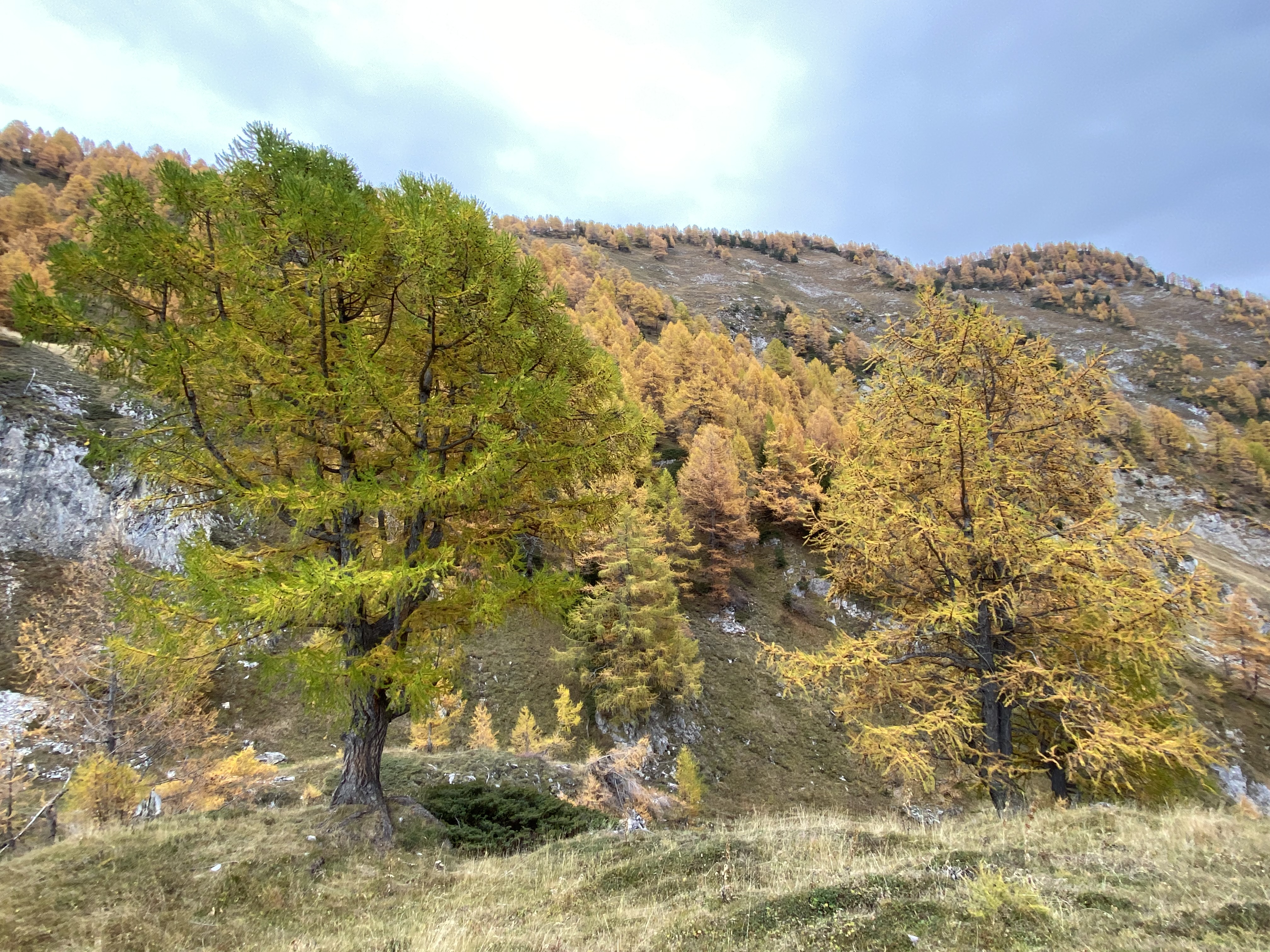 Les mélèzes ont pris leur couleur d\'automne