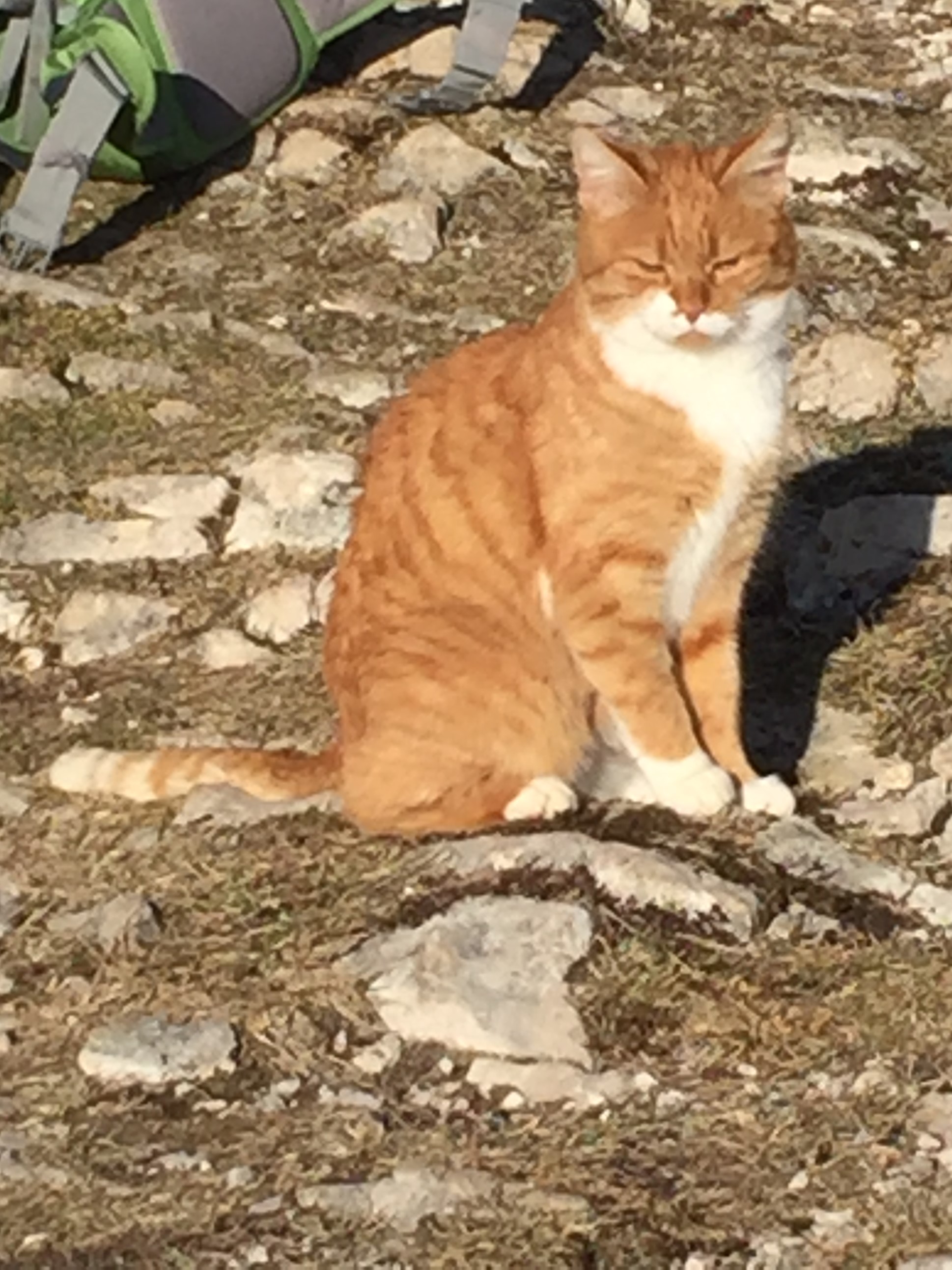 On ne peut pas dire qu\'il n\'y a pas un chat