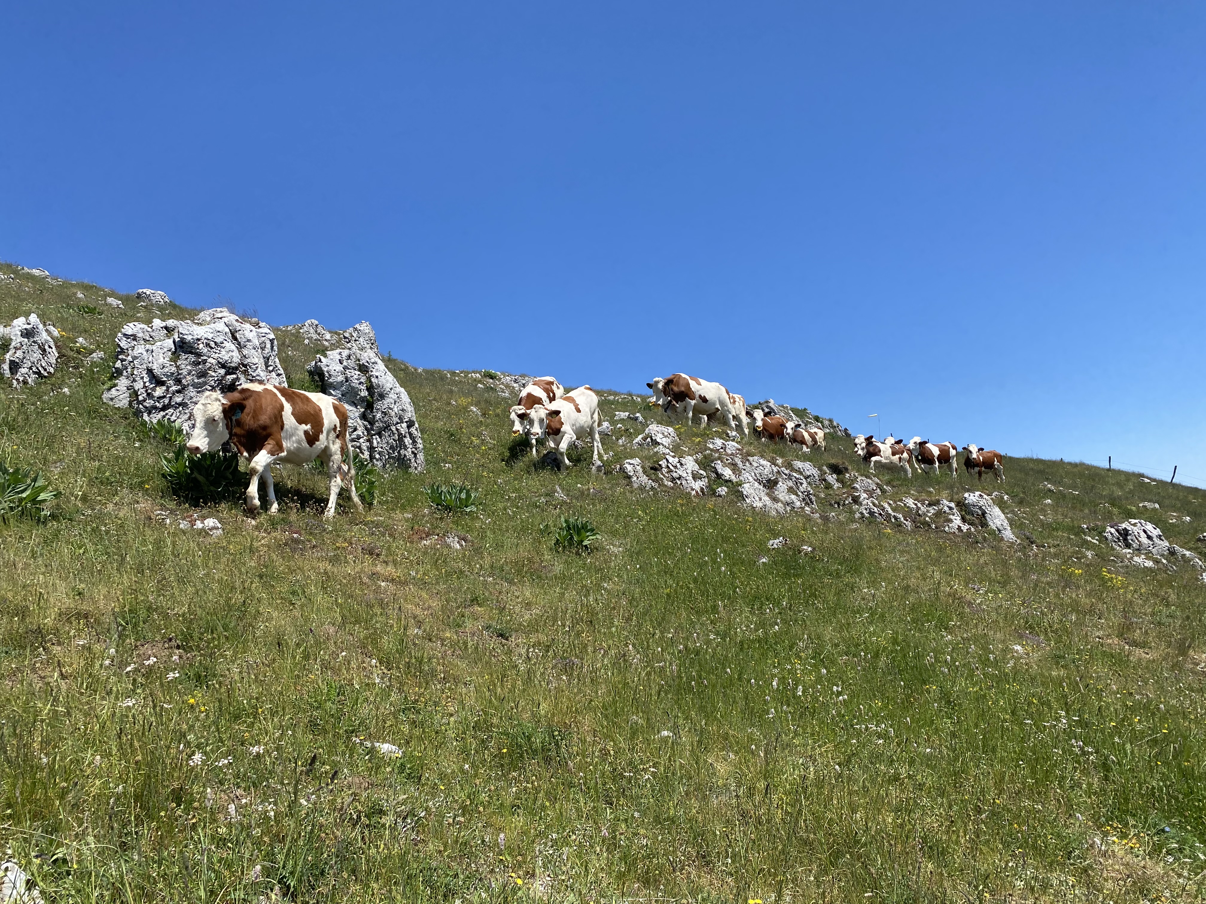 photo de Suchet (Le)