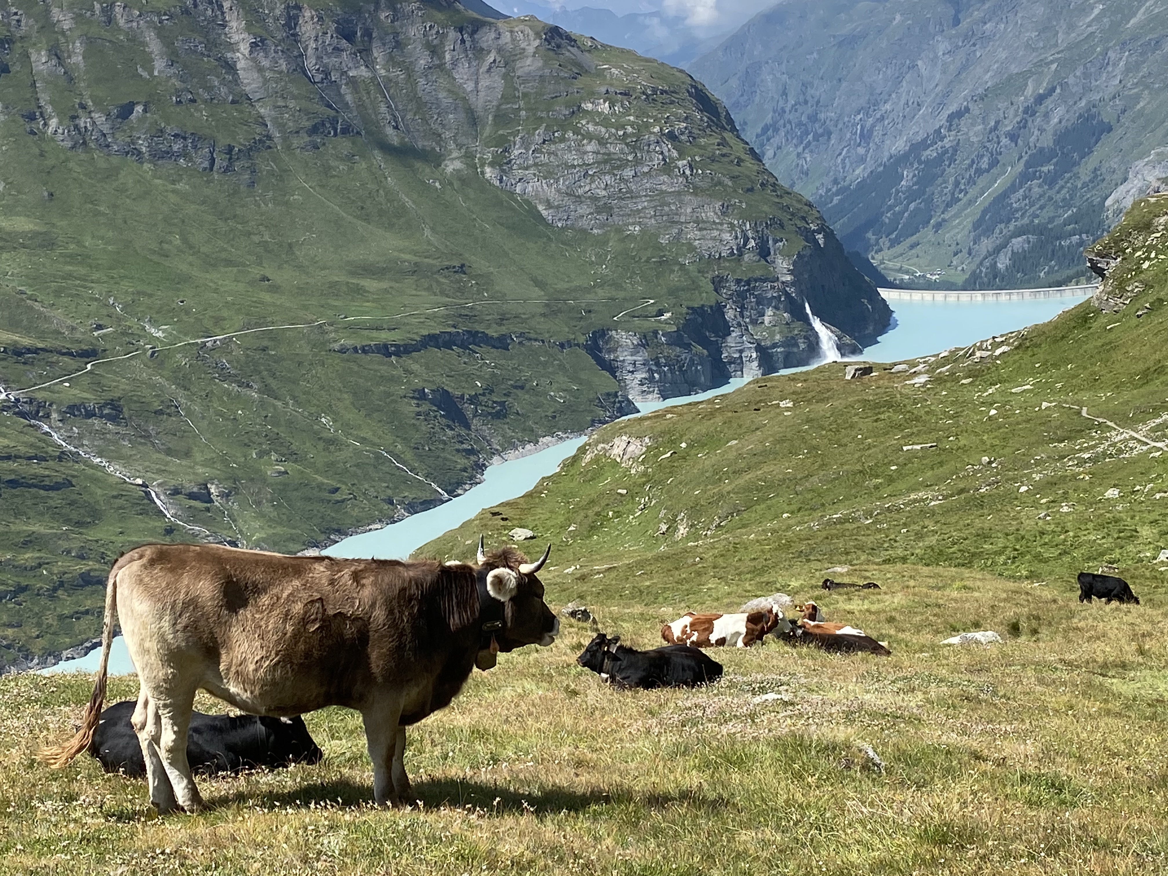 photo de Col de Lire Rose