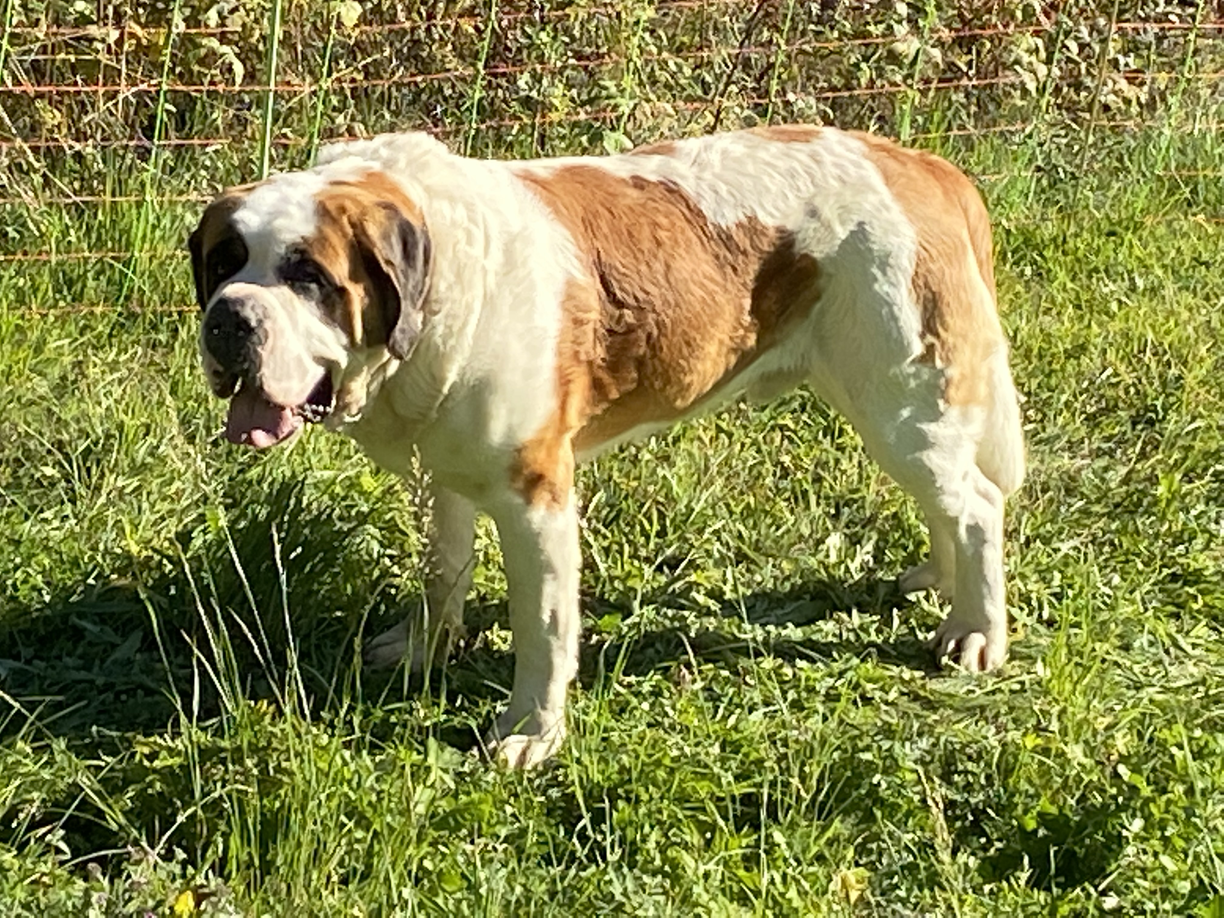 Un St-Bernard surveillant un troupeau de moutons