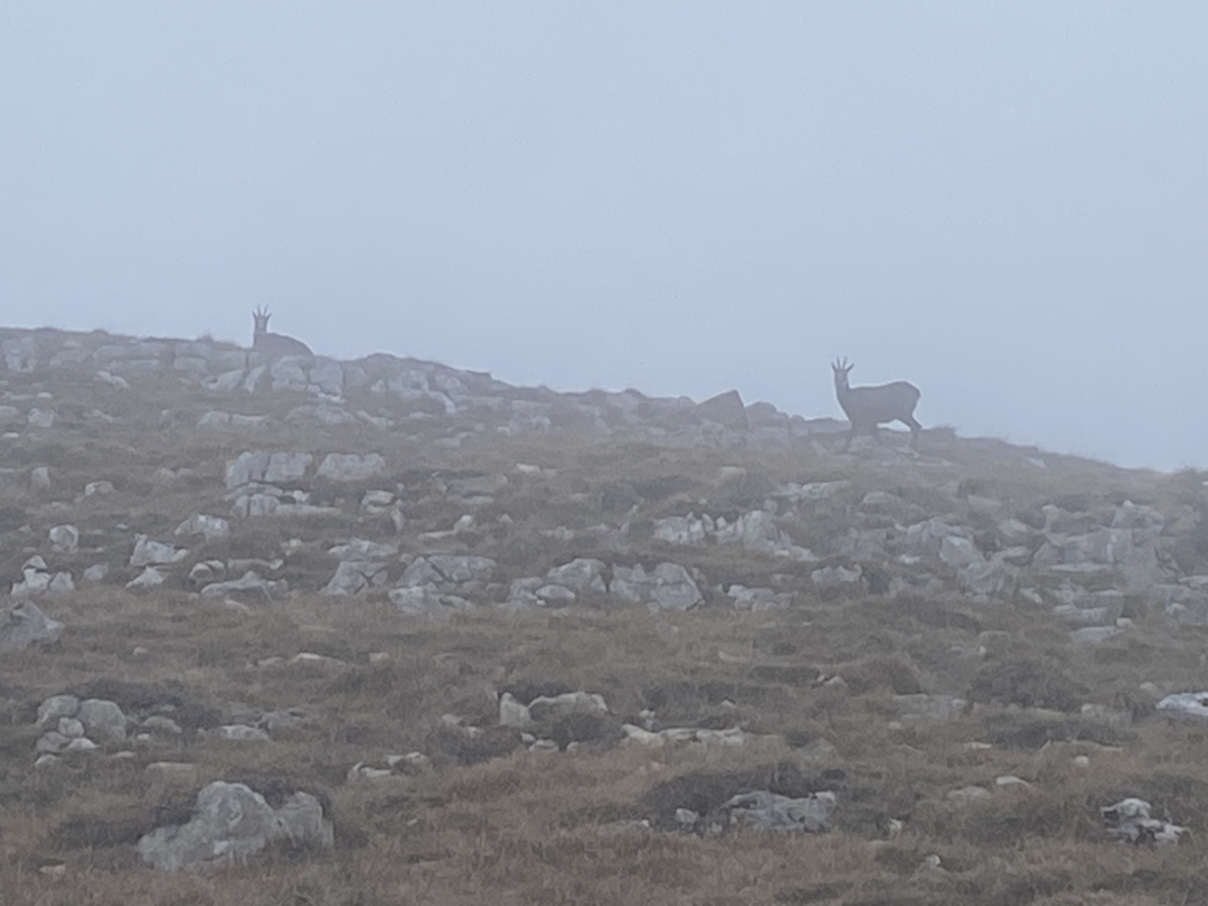 photo de Chasseron (Le)