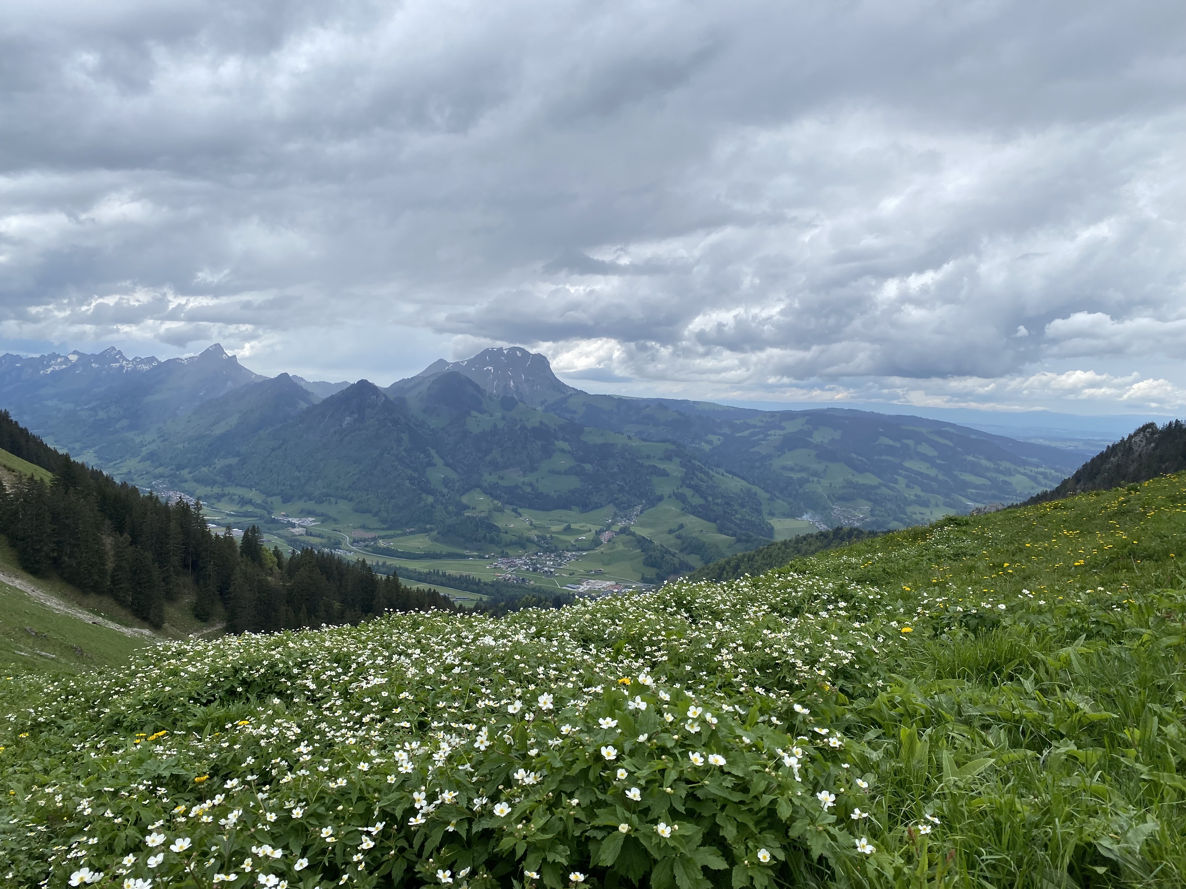 Vue sur le Moléson