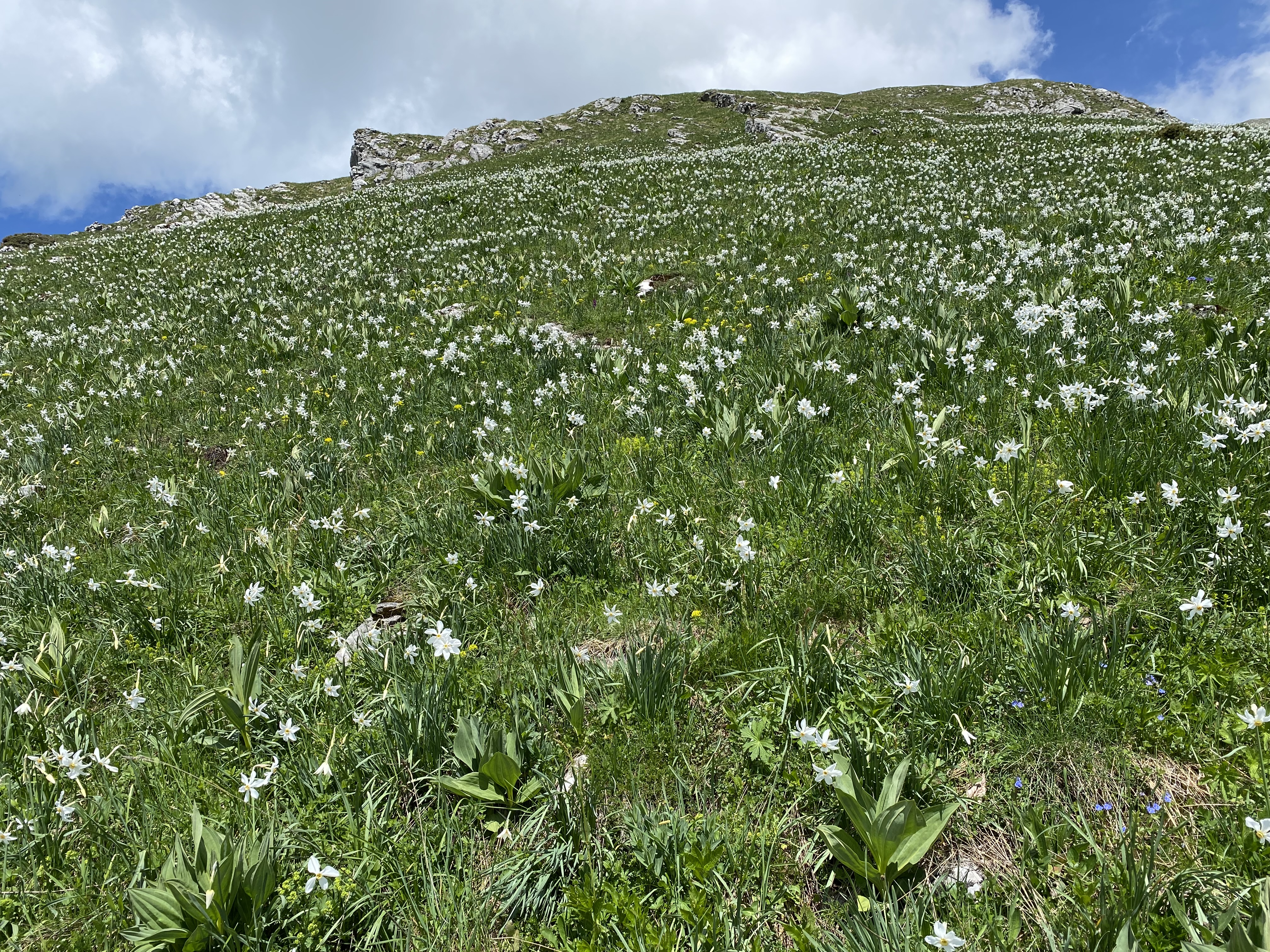 photo de Col de Lys