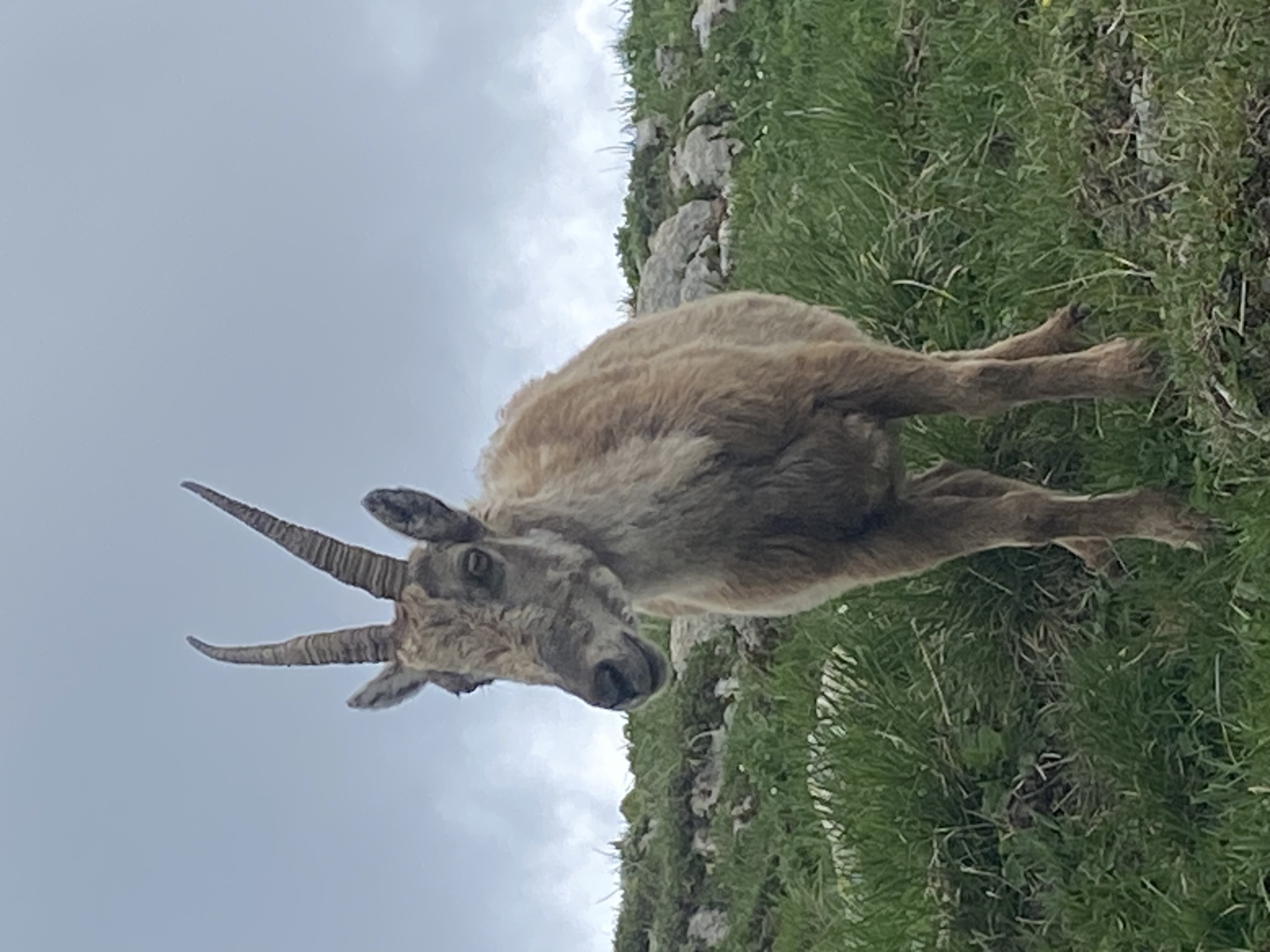 photo de Col de Lys