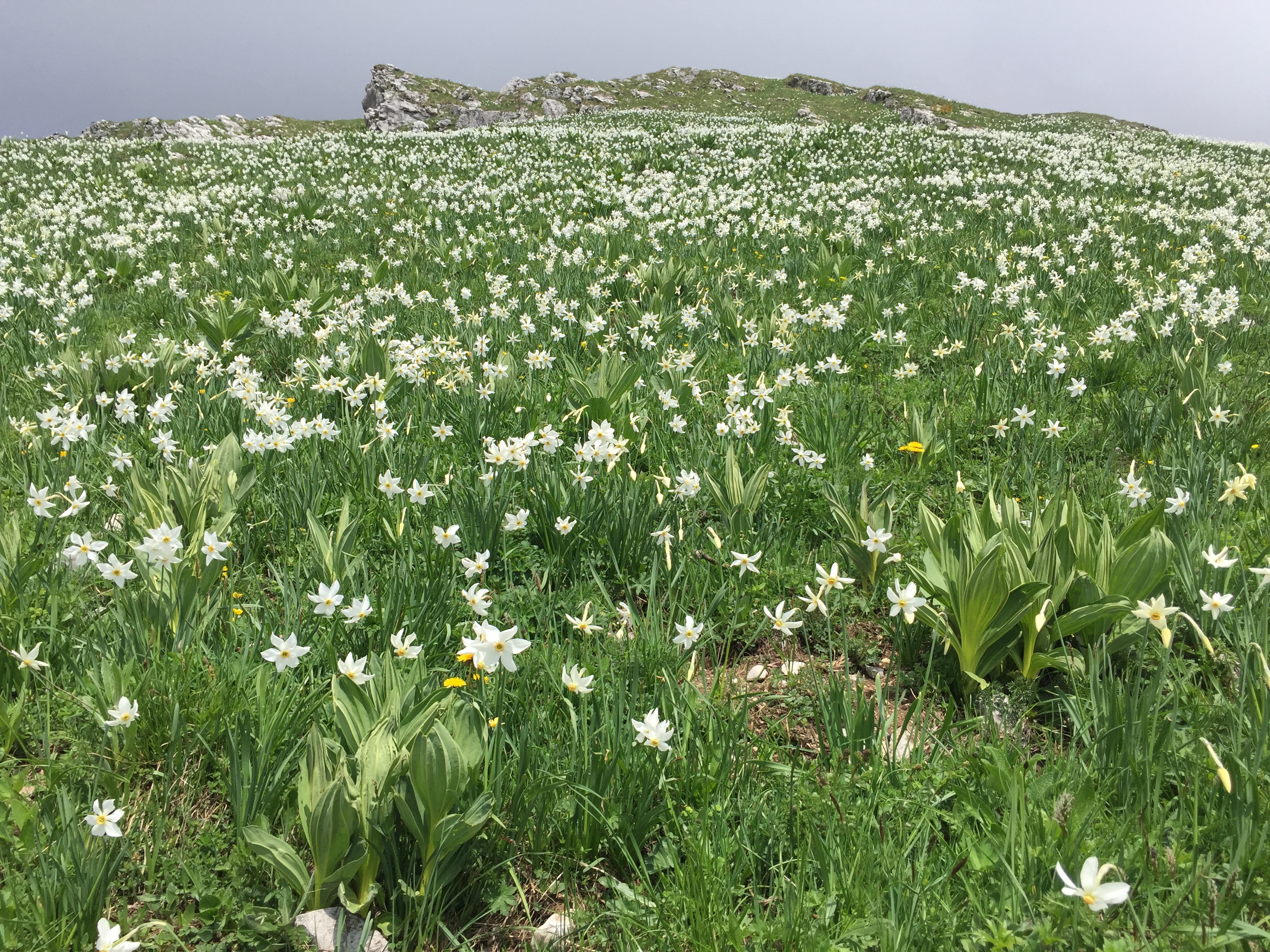 photo de Col de Lys