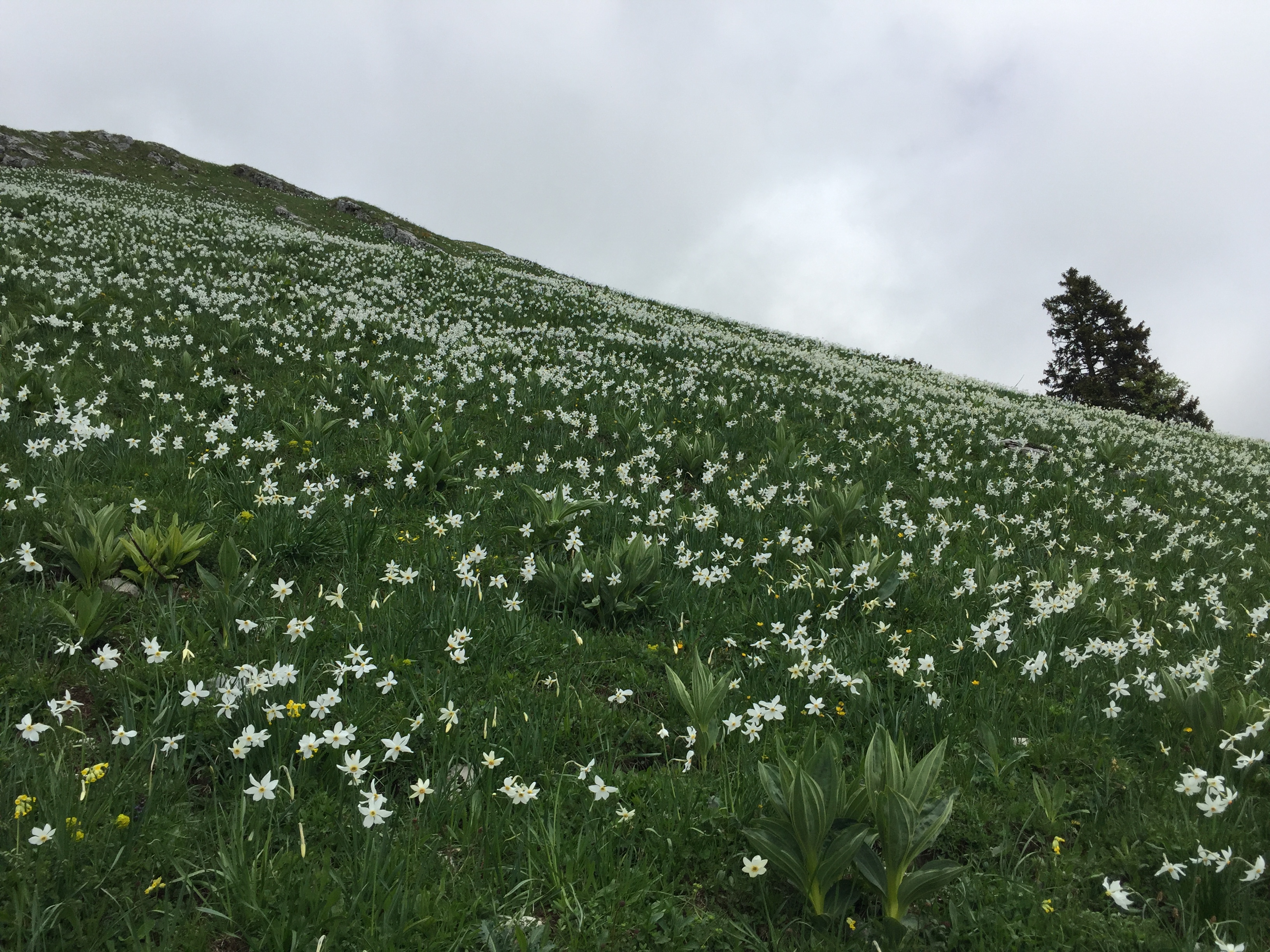 photo de Col de Lys