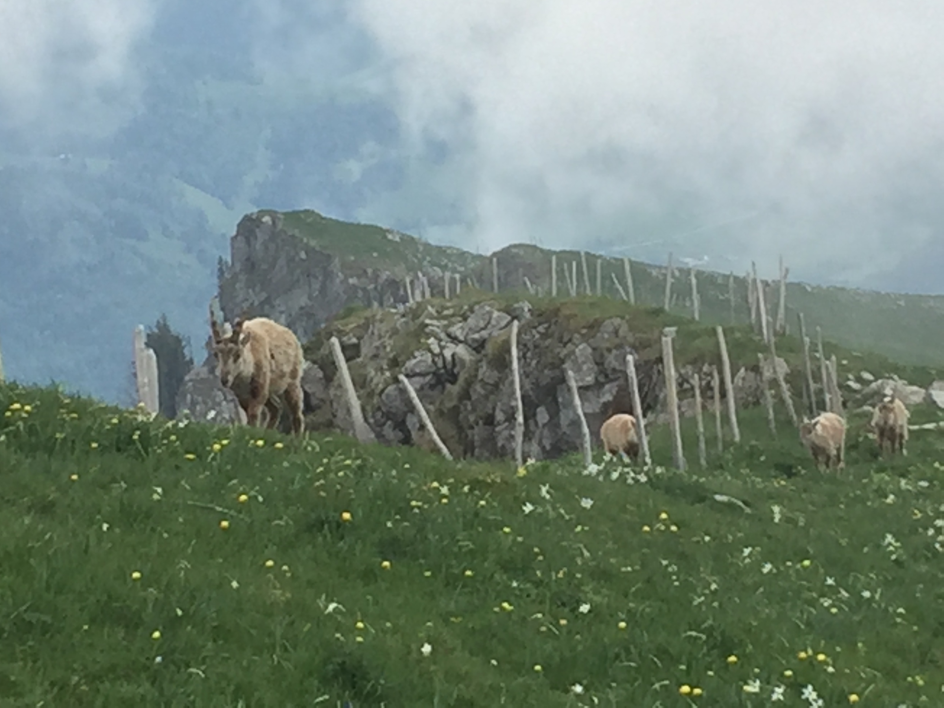 photo de Col de Lys