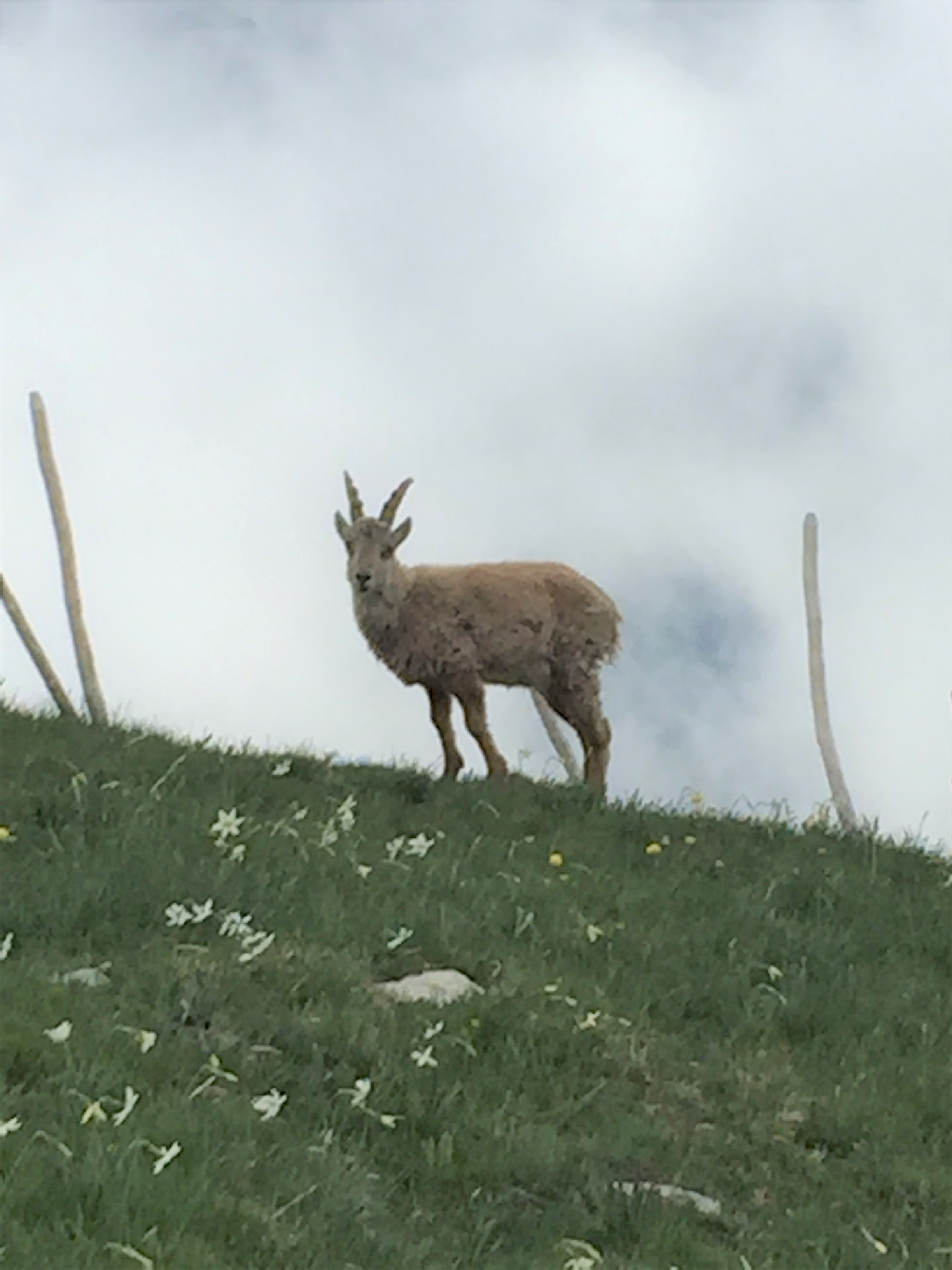 photo de Col de Lys