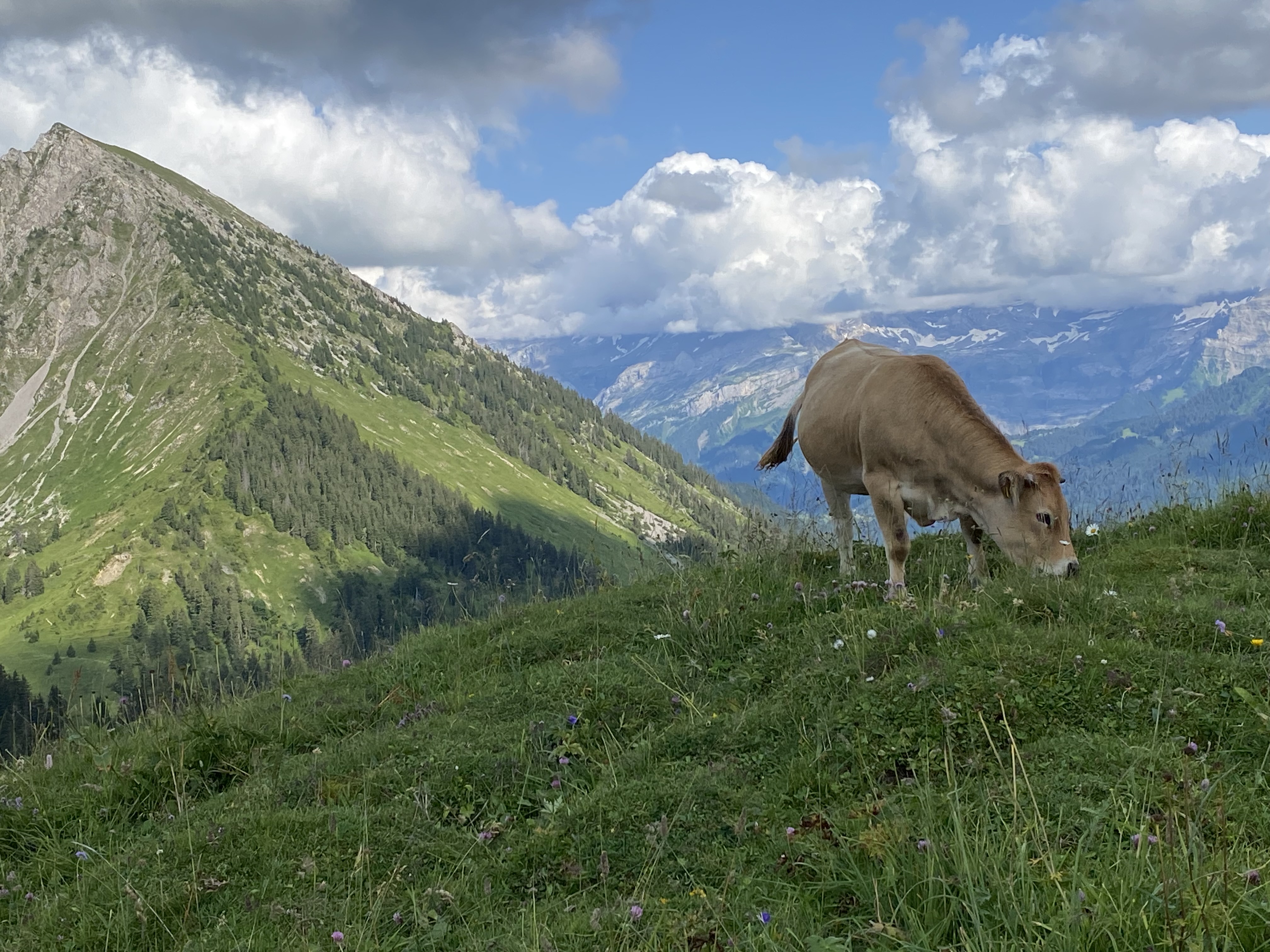 Le Mont d\'Or
