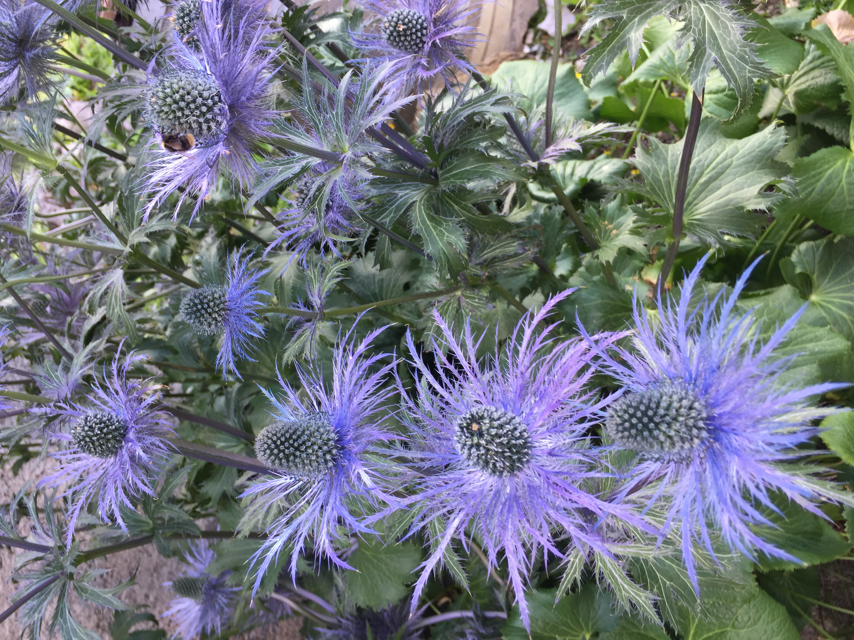 Chardons bleus