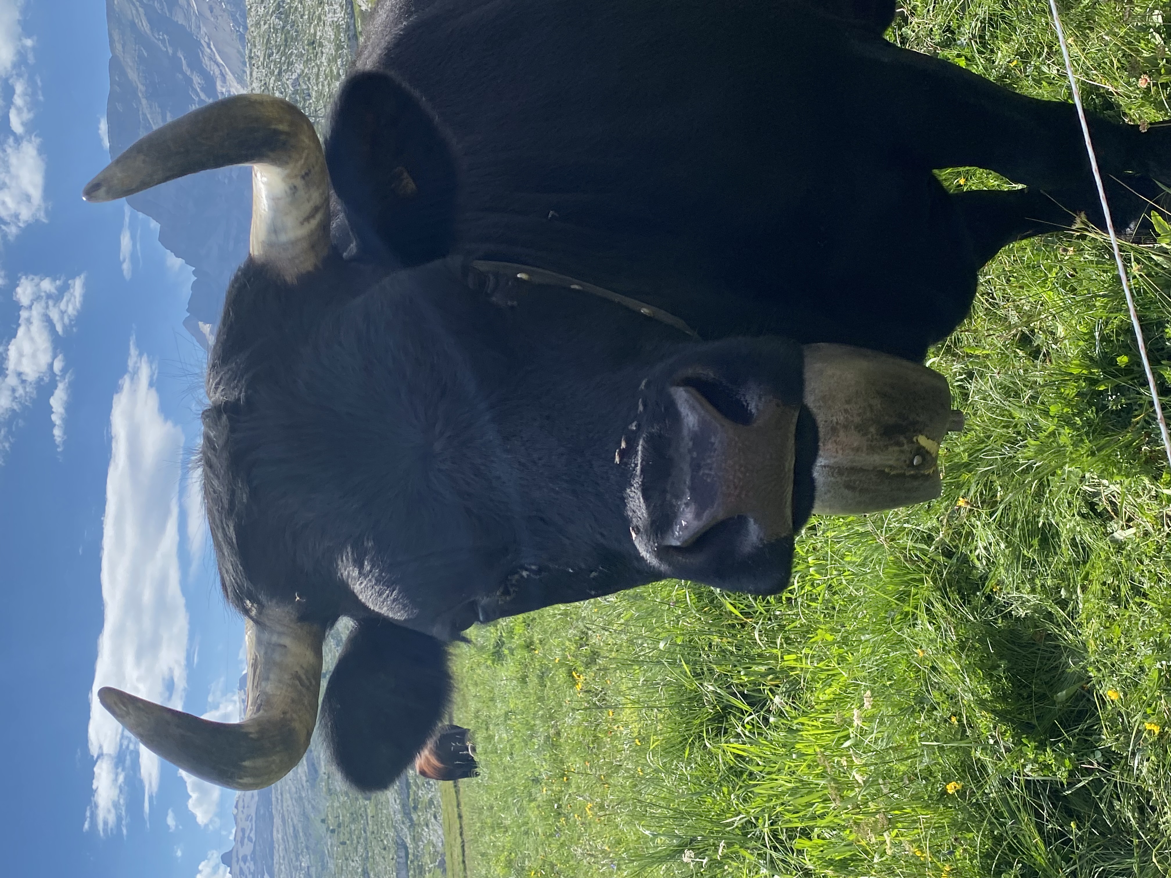 Vache d\'Hérens