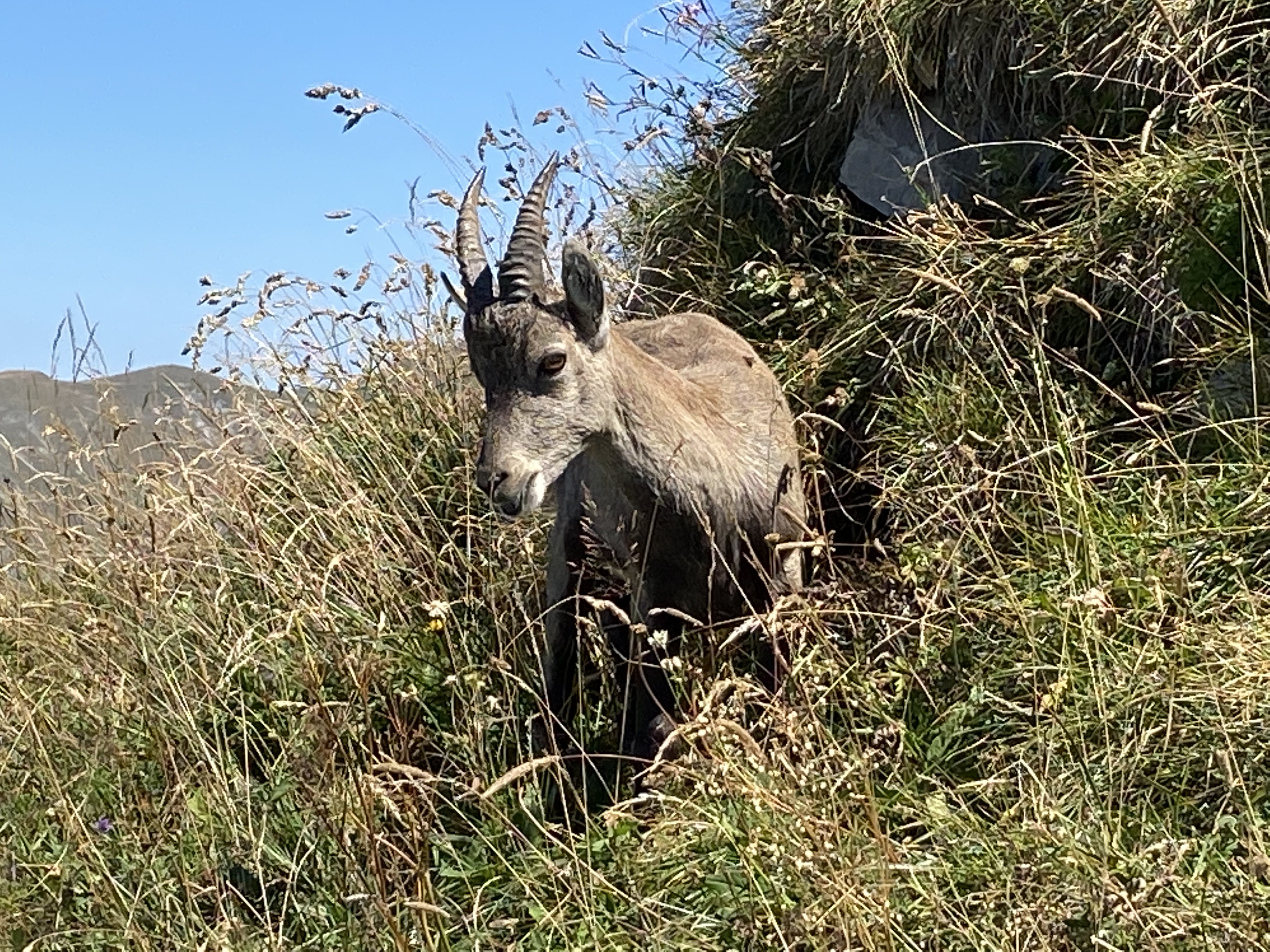 photo de Col de Lys
