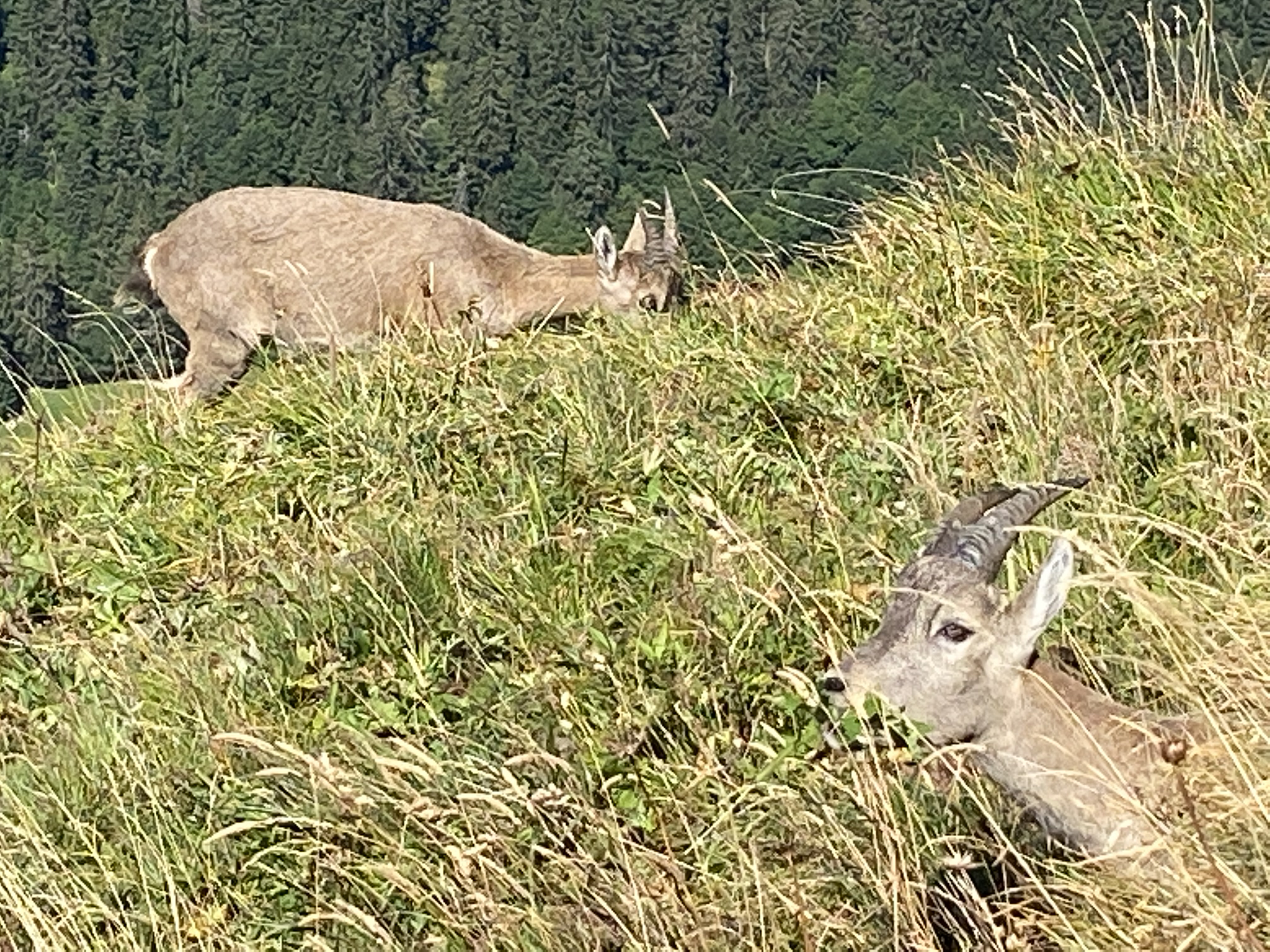 photo de Col de Lys