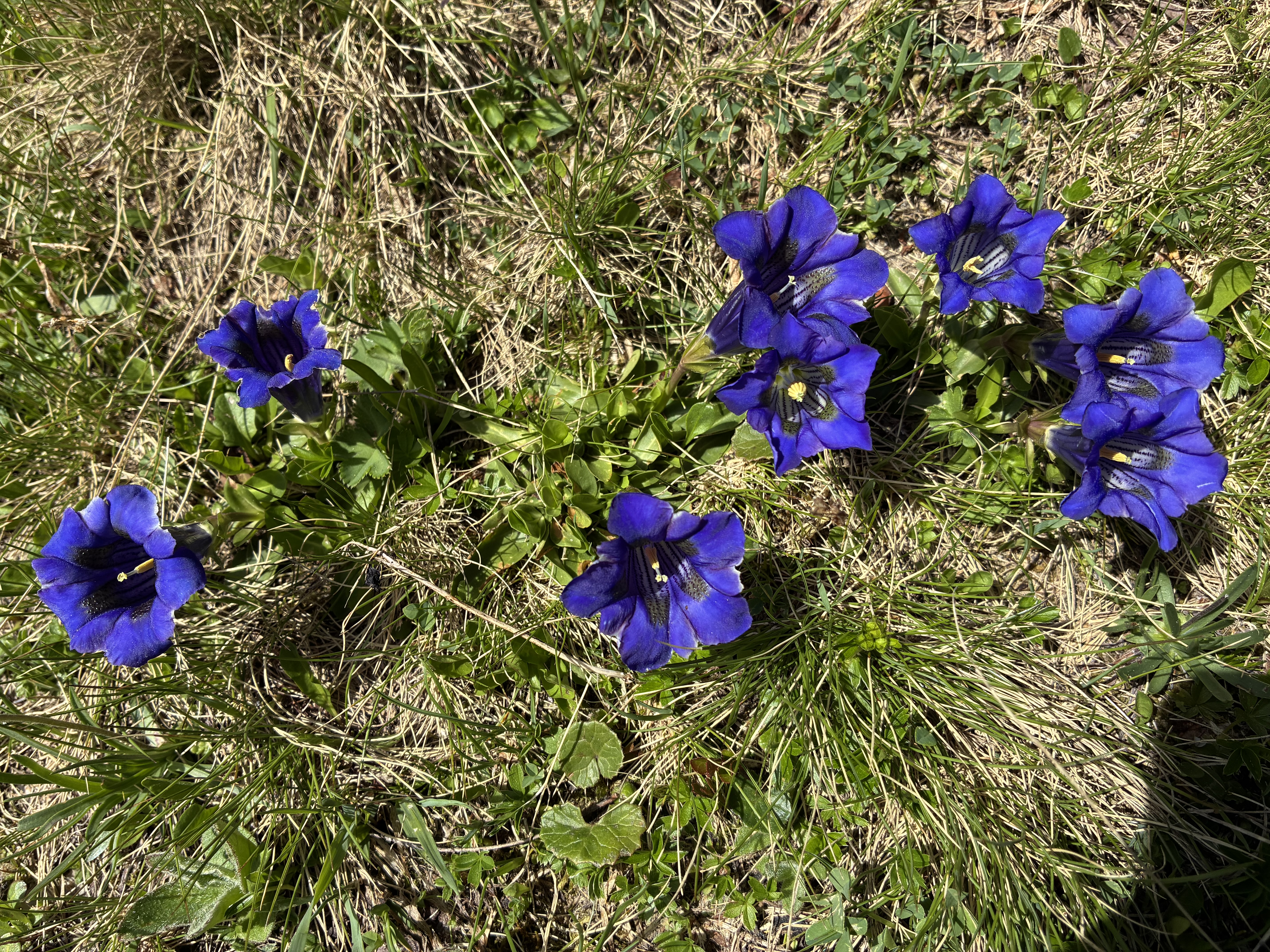 photo de Palette d'Isenau (La)